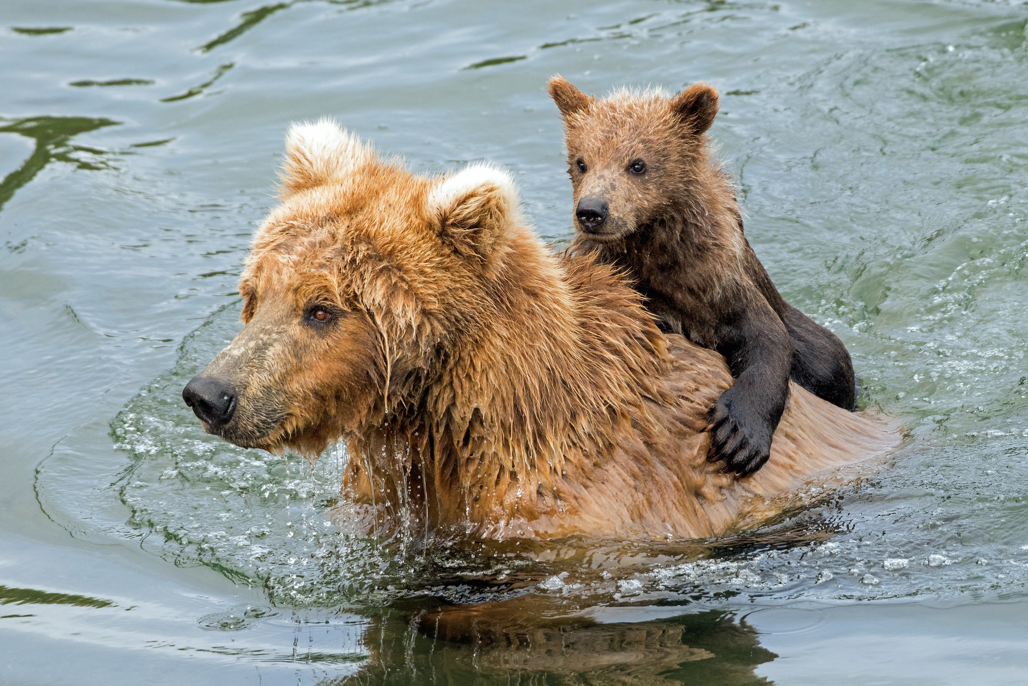 Медведь в воде фото