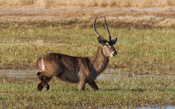 Hwange National Park Wallpapers