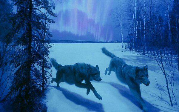 Animal - wolf Wallpaper
