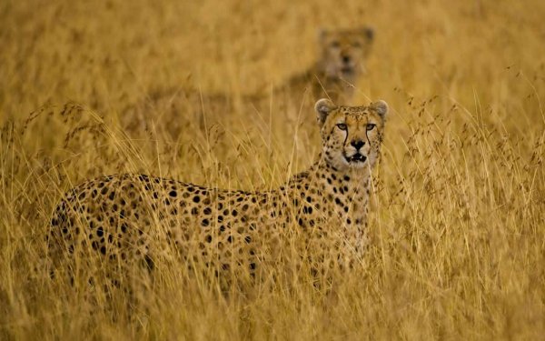 Animal - cheetah Wallpapers and Backgrounds