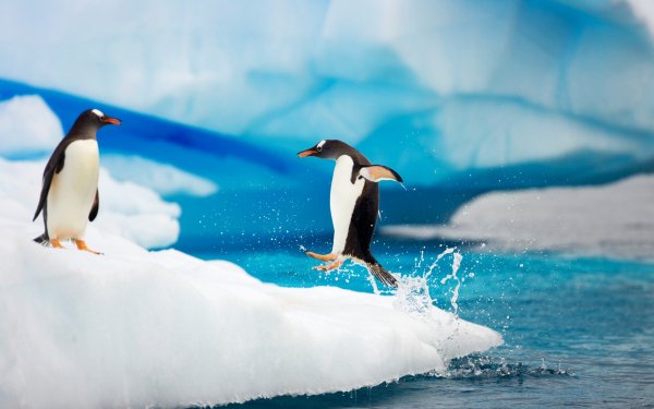 Animal - penguin Wallpapers and Backgrounds