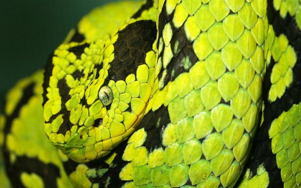 Animal - snake Wallpapers and Backgrounds
