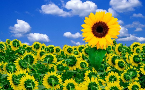 Earth - sunflower Wallpapers and Backgrounds