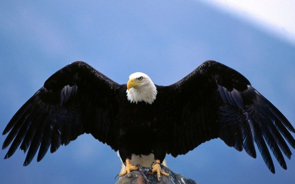 Animal - eagle Wallpapers and Backgrounds