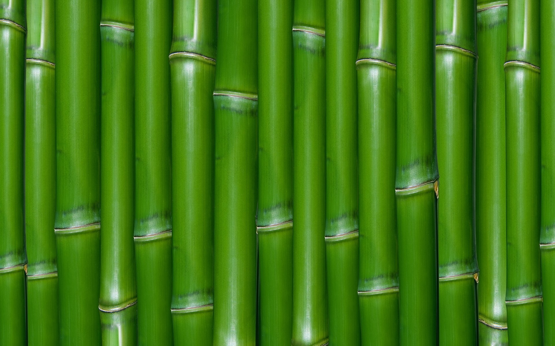 Bamboo Full HD Wallpaper And Background 1920x1200 ID 174934