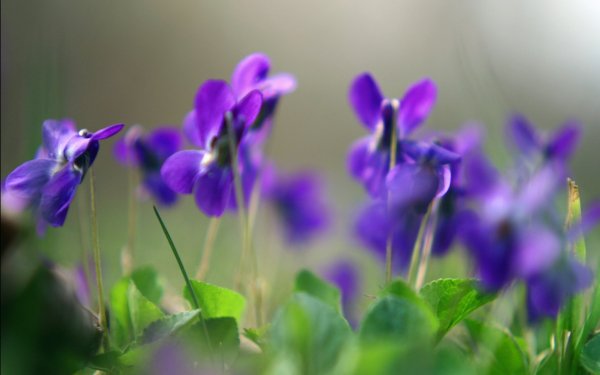 Earth - flower Wallpapers and Backgrounds