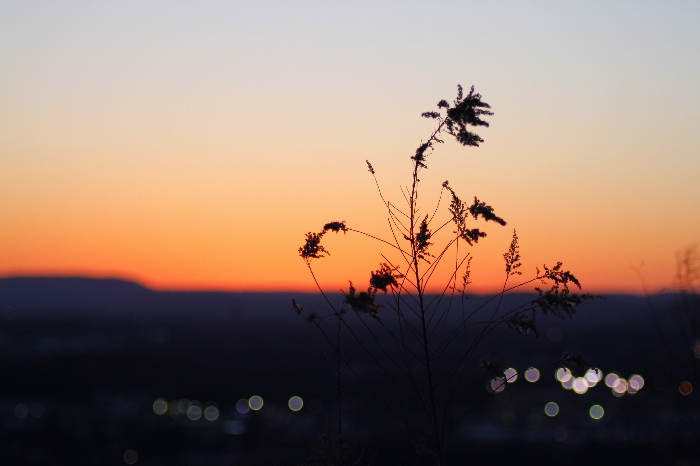 Photography - Close Up Wallpapers and Backgrounds