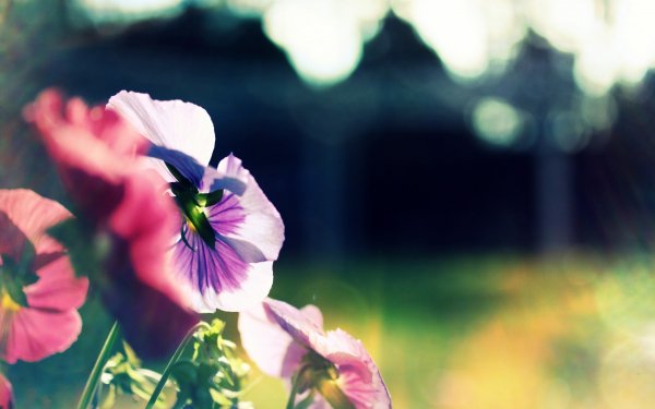 Earth - flower Wallpapers and Backgrounds