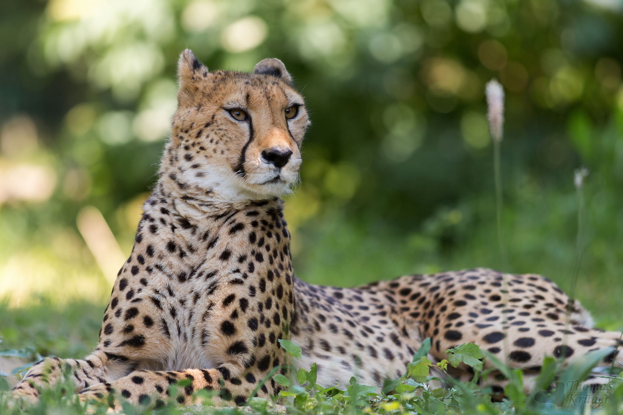 Cheetah Full HD Wallpaper And Background 2048x1365 ID 246386