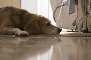Animal - dog Wallpapers and Backgrounds