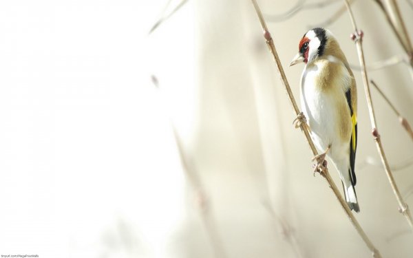 Animal - bird Wallpapers and Backgrounds