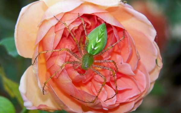 Animal - insect Wallpapers and Backgrounds