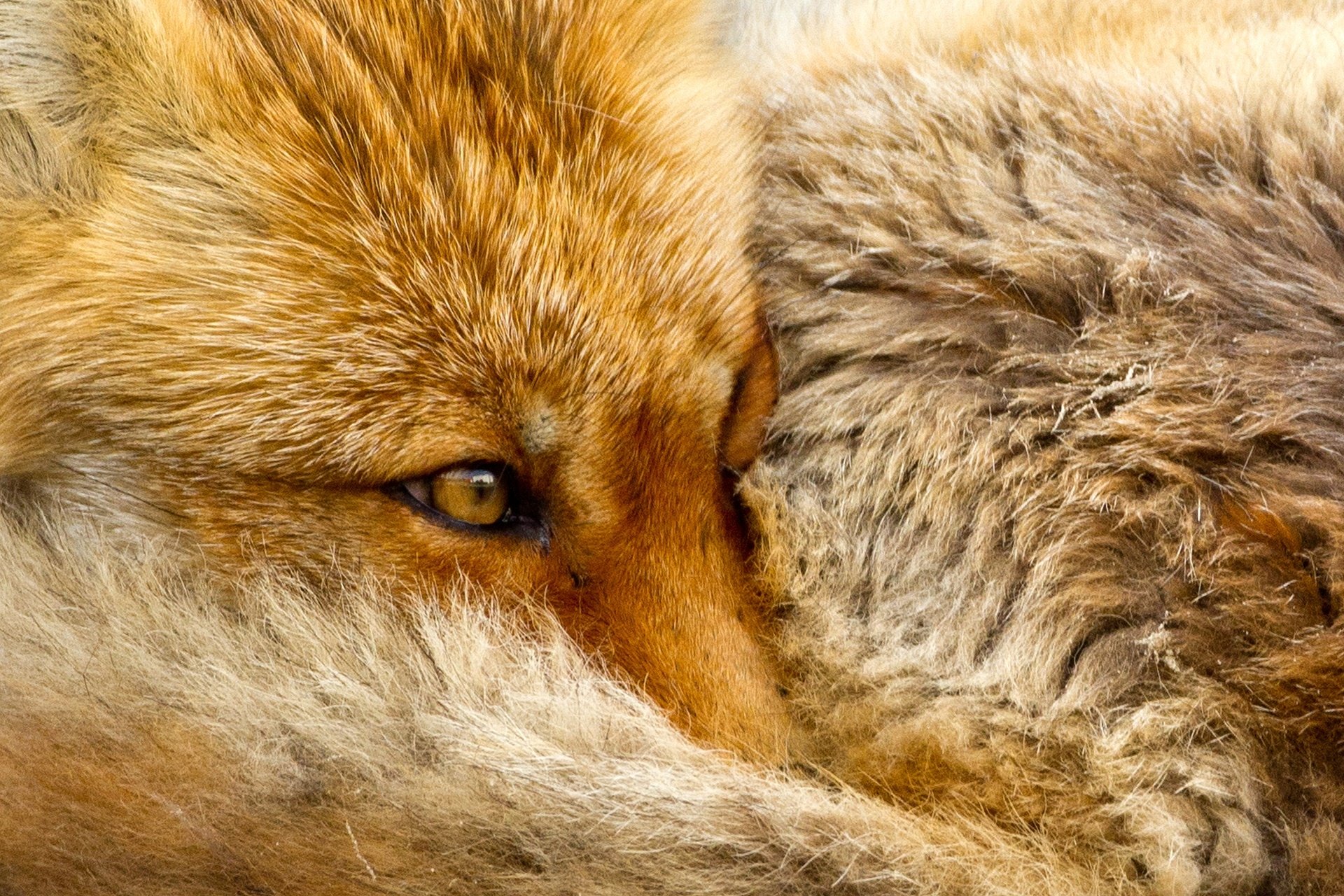 Fur fox photo