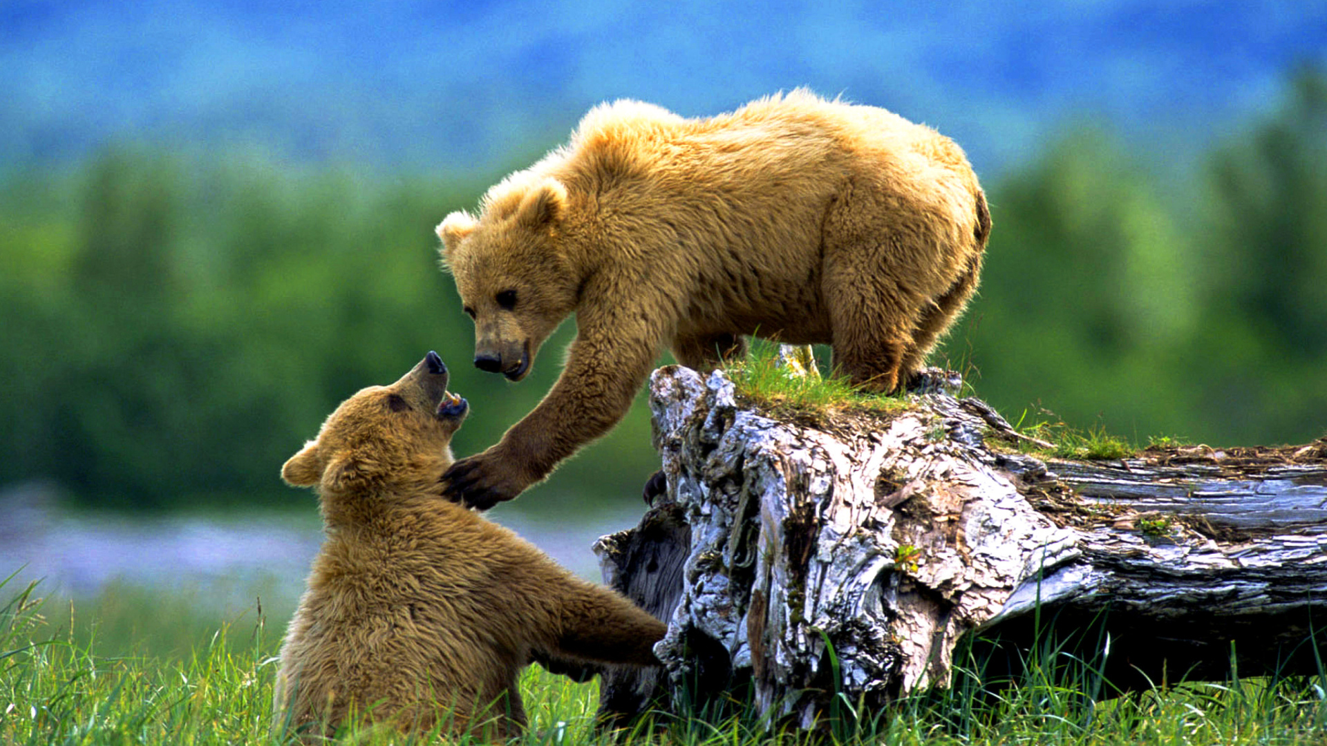 Эротика от сексуальной грудастой блондинки с медведем в дикой природе