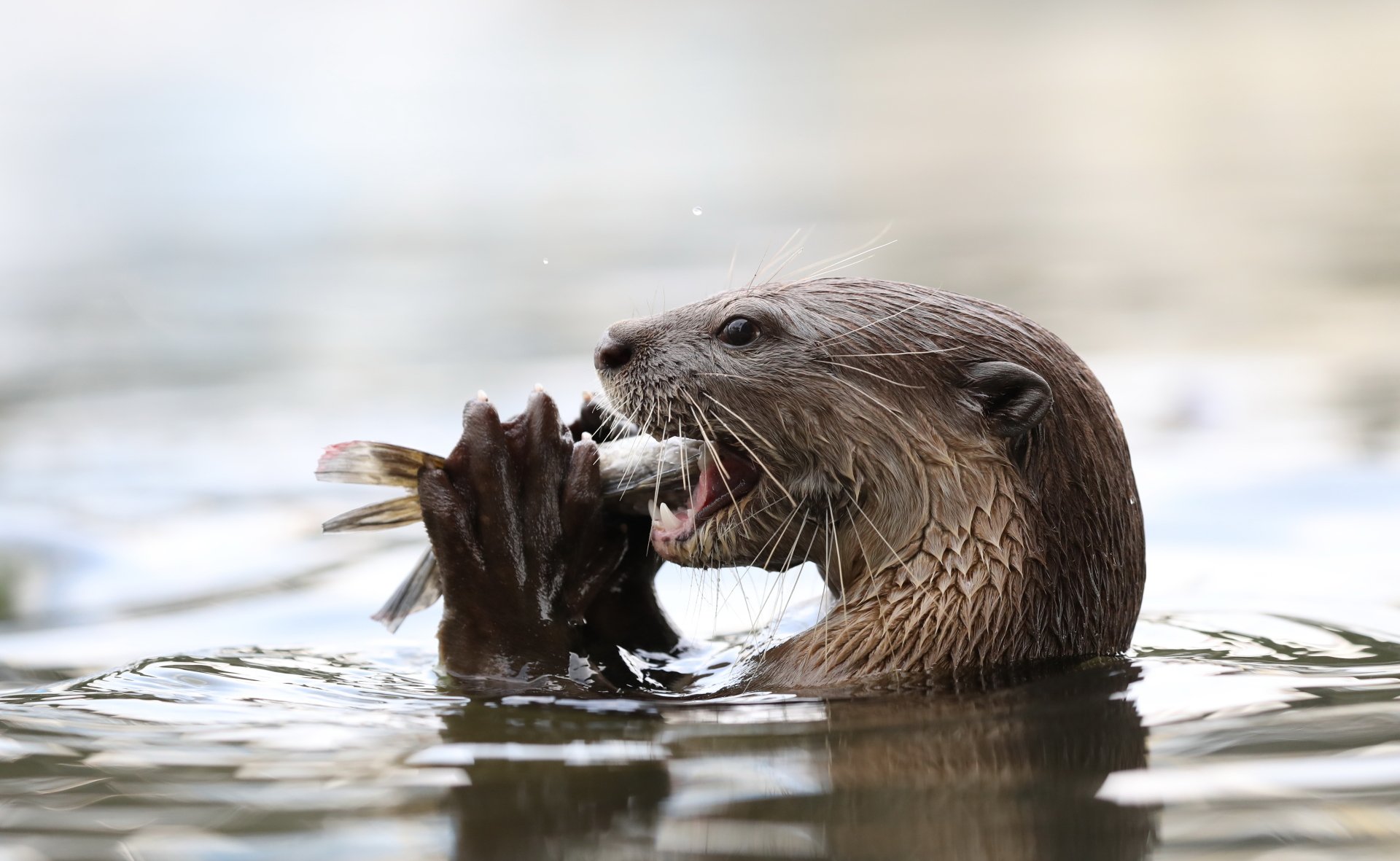 Hairy otter sprays fountain best adult free image