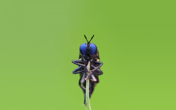 Animal - insect Wallpapers and Backgrounds