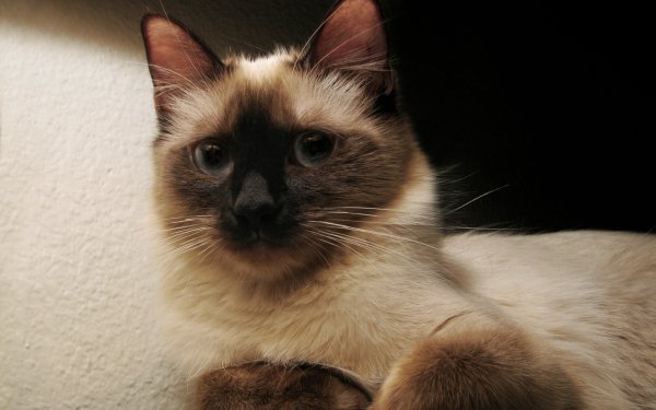 Animal - cat Wallpapers and Backgrounds