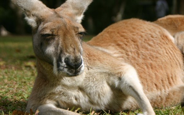 Animal - kangaroo Wallpapers and Backgrounds