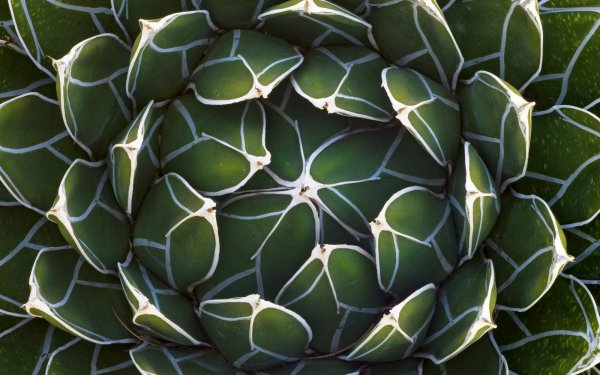 Earth - close up Wallpapers and Backgrounds
