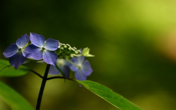 Earth - close up Wallpapers and Backgrounds