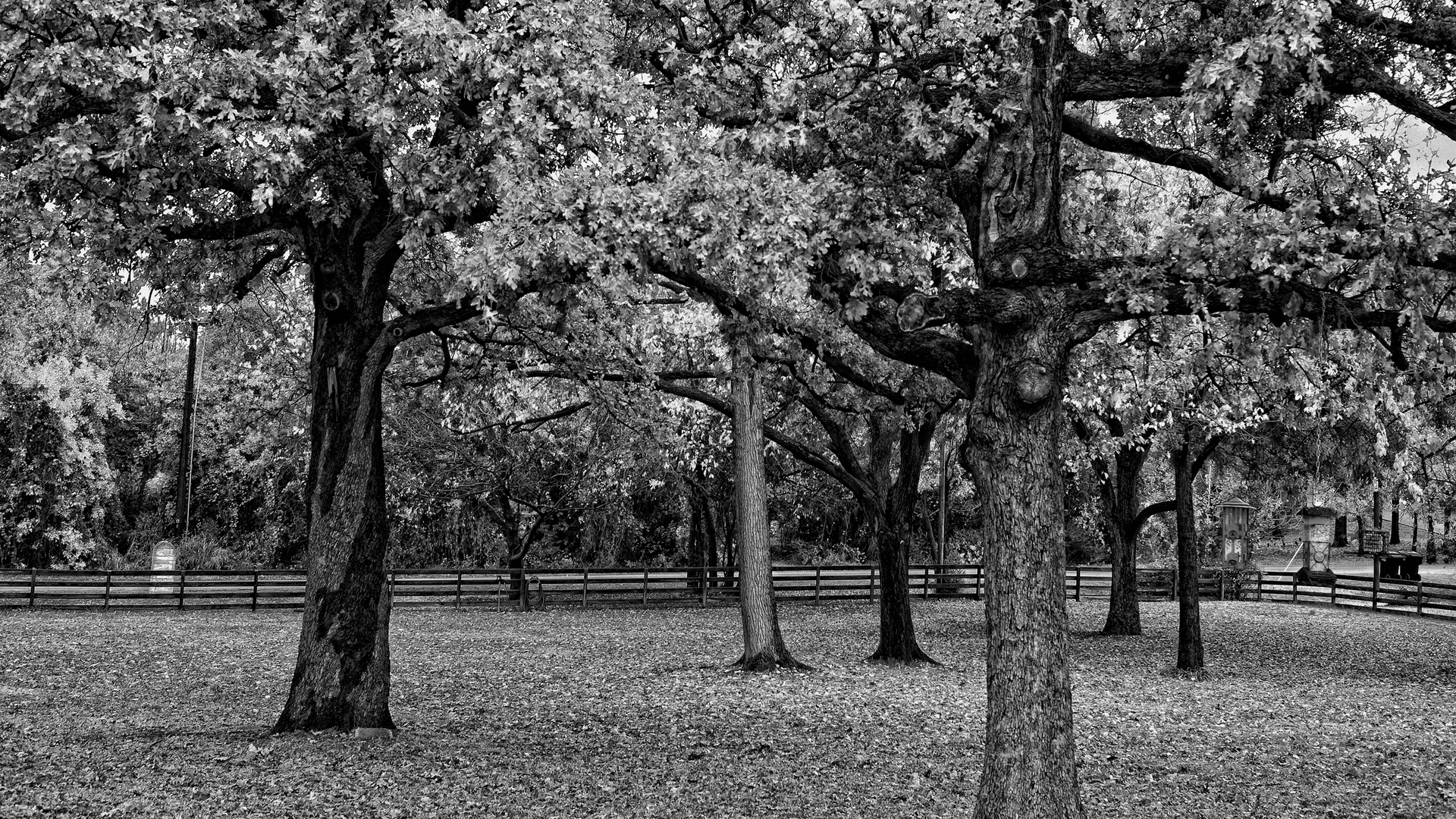 Photography Black & White Park Railing Grass Leaf Tree Photography