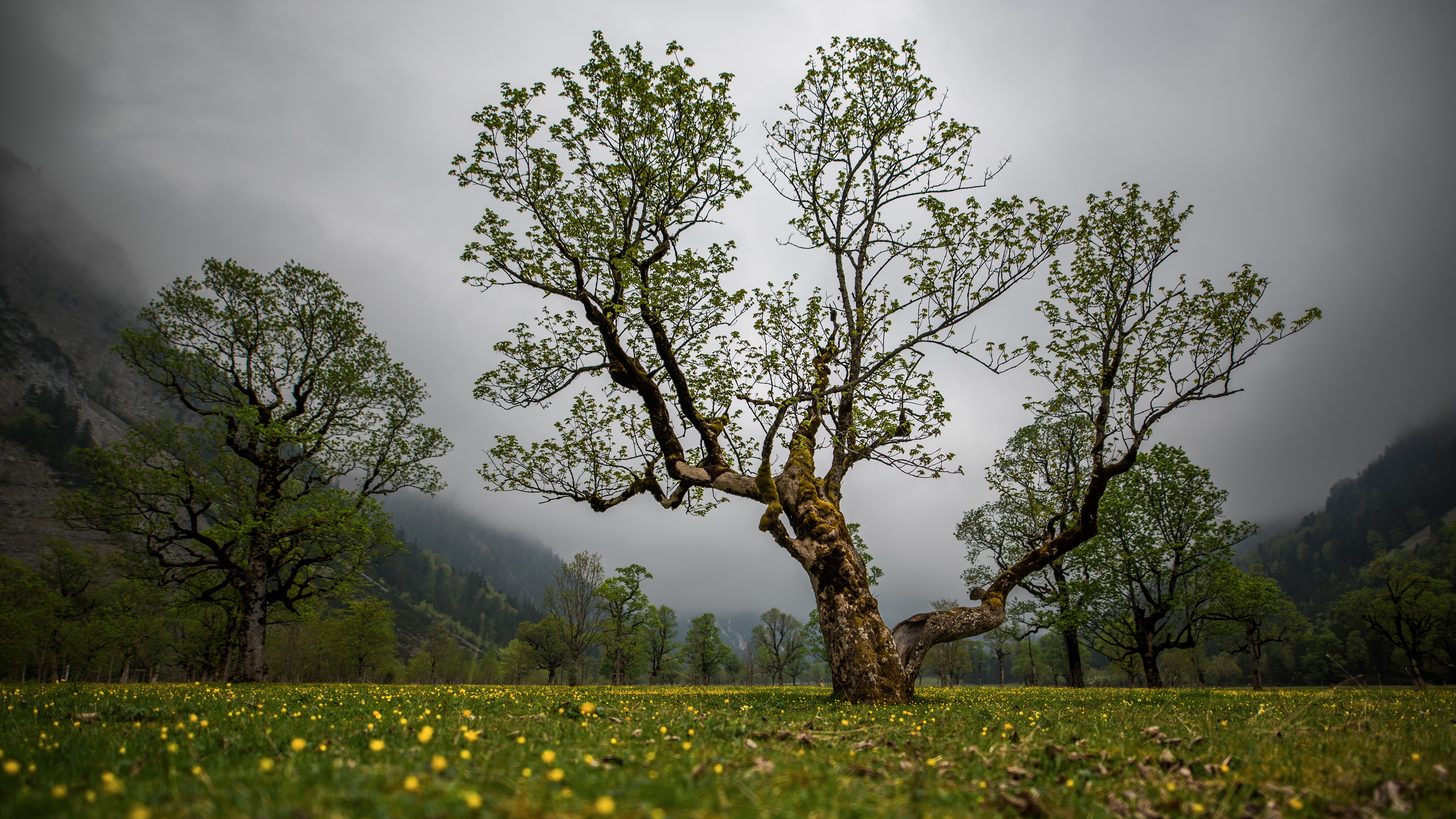 3840x2138 meadows 4k hd desktop background wallpaper