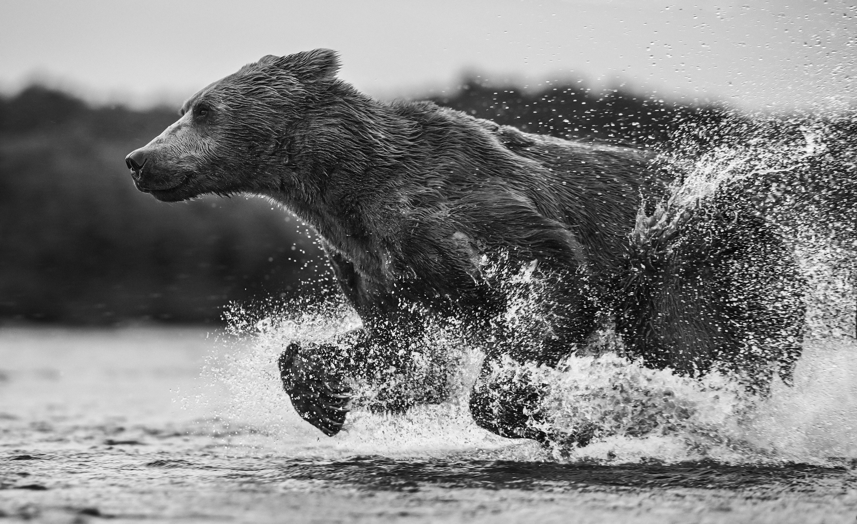 Бег под водой. Медведь бежит. Бурый медведь фото. Медведь чб. Медведь убегает.