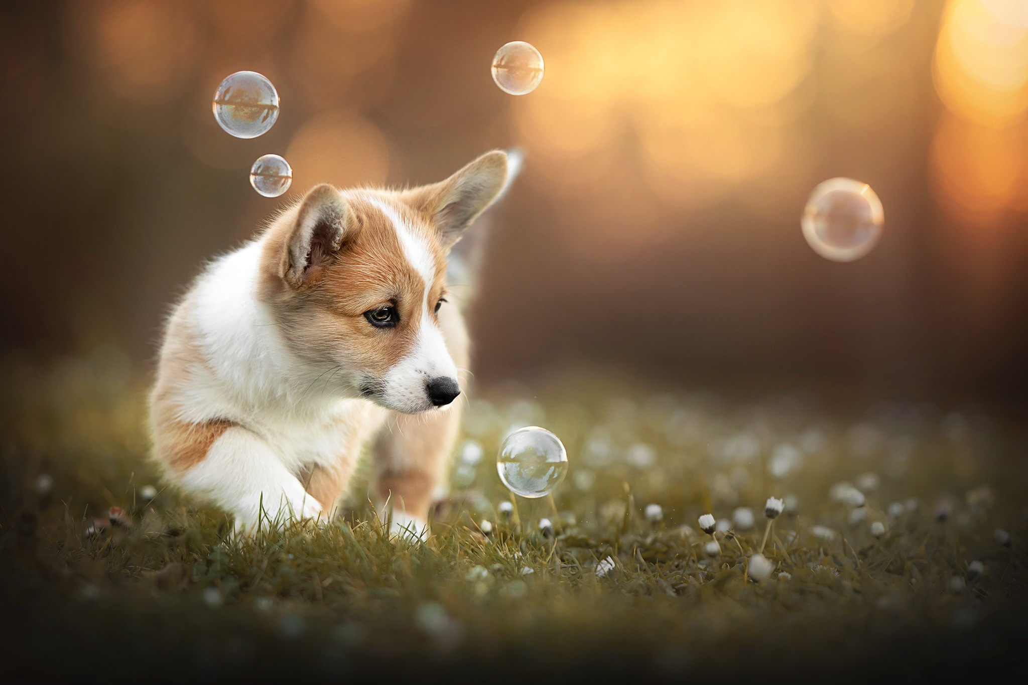 Download Dog Animal Corgi HD Wallpaper