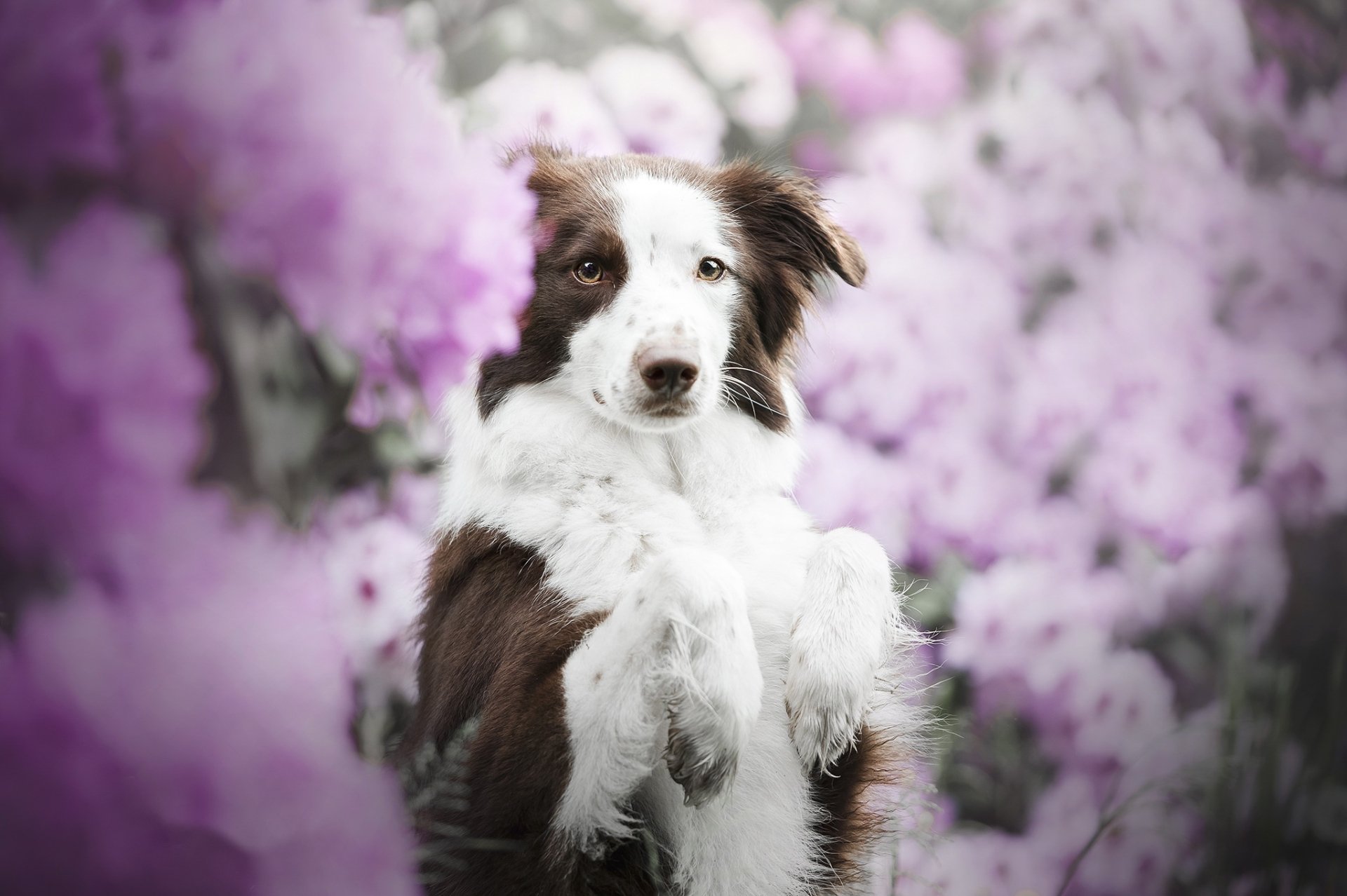 Download Dog Animal Border Collie HD Wallpaper by Mona Höhler
