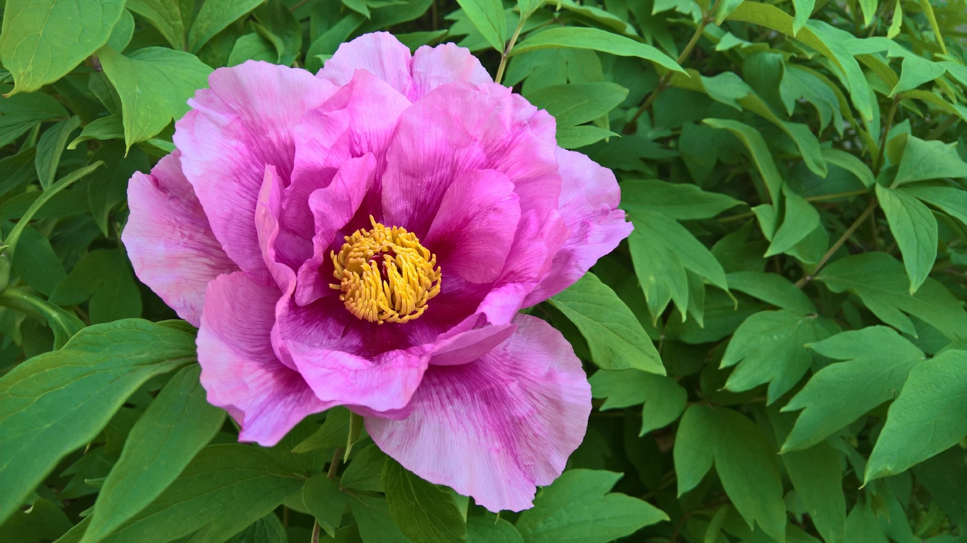 Download Pink Flower Flower Nature Peony 4k Ultra HD Wallpaper