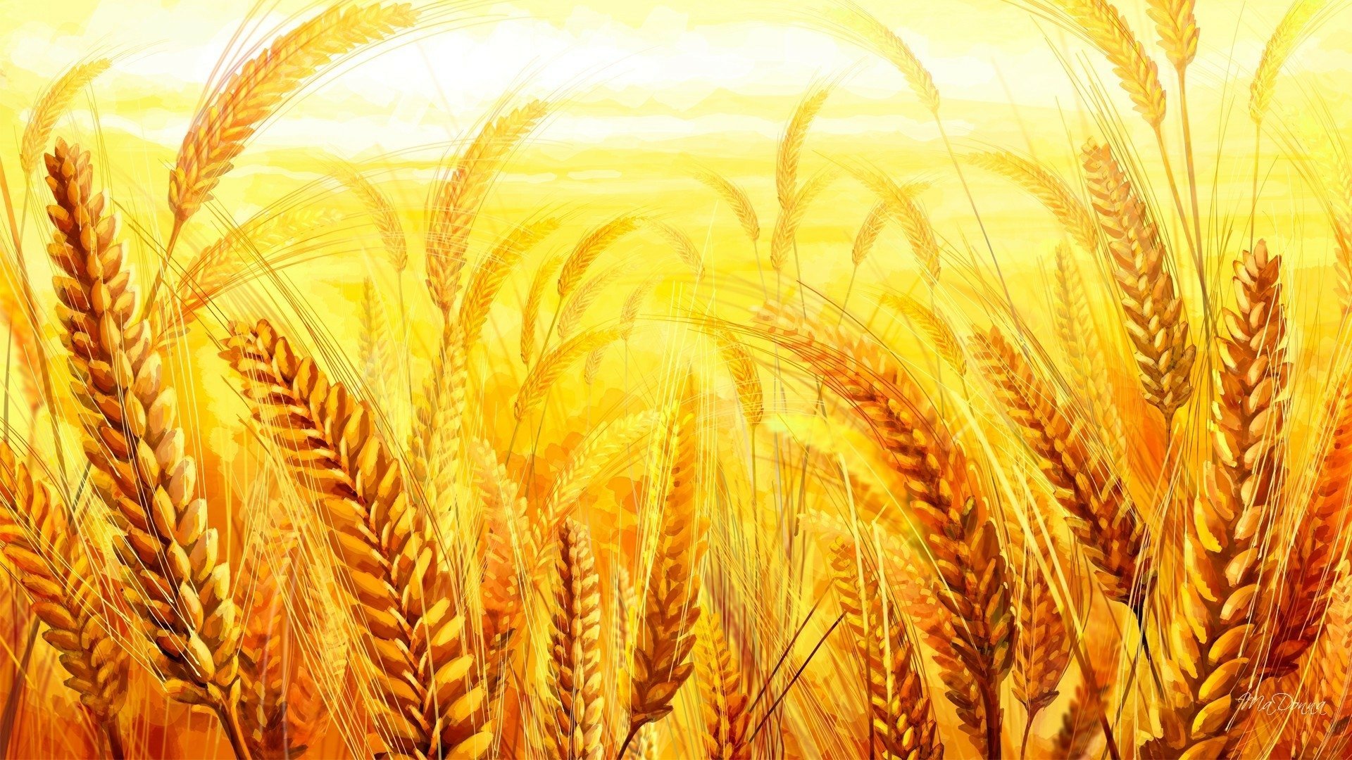Download Field Nature Wheat HD Wallpaper by Ma Donna