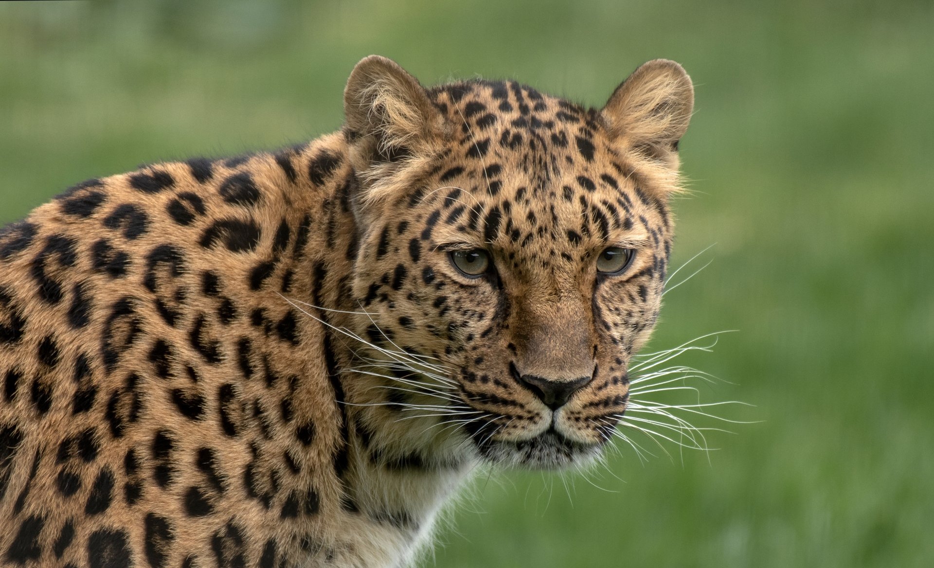 Download Animal Leopard 4k Ultra HD Wallpaper