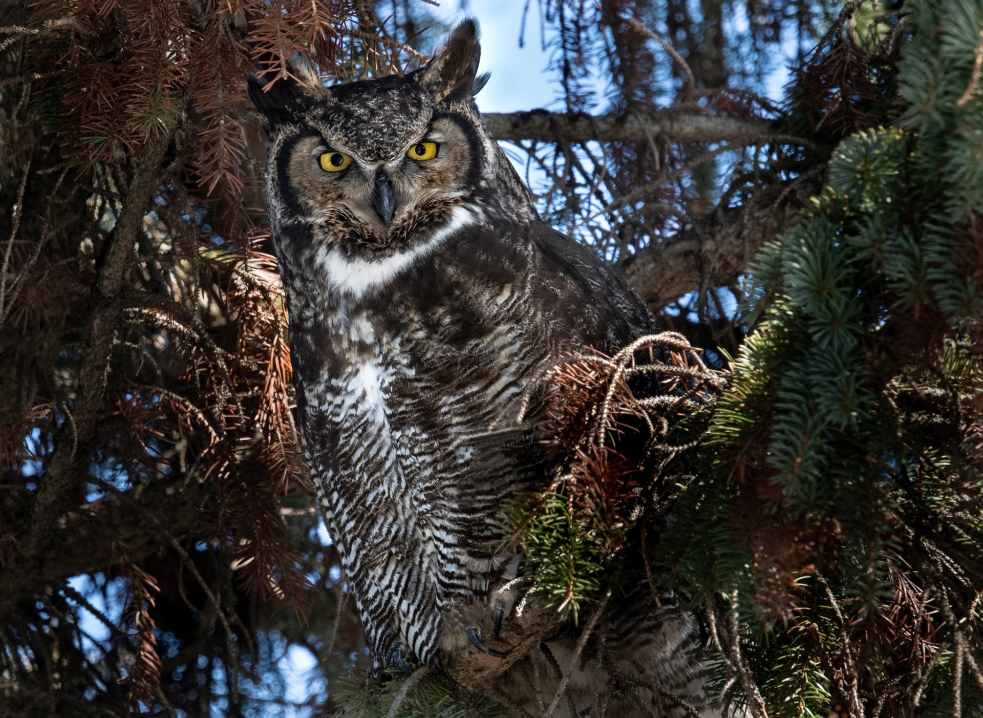 Download Bird Owl Animal Great Horned Owl HD Wallpaper