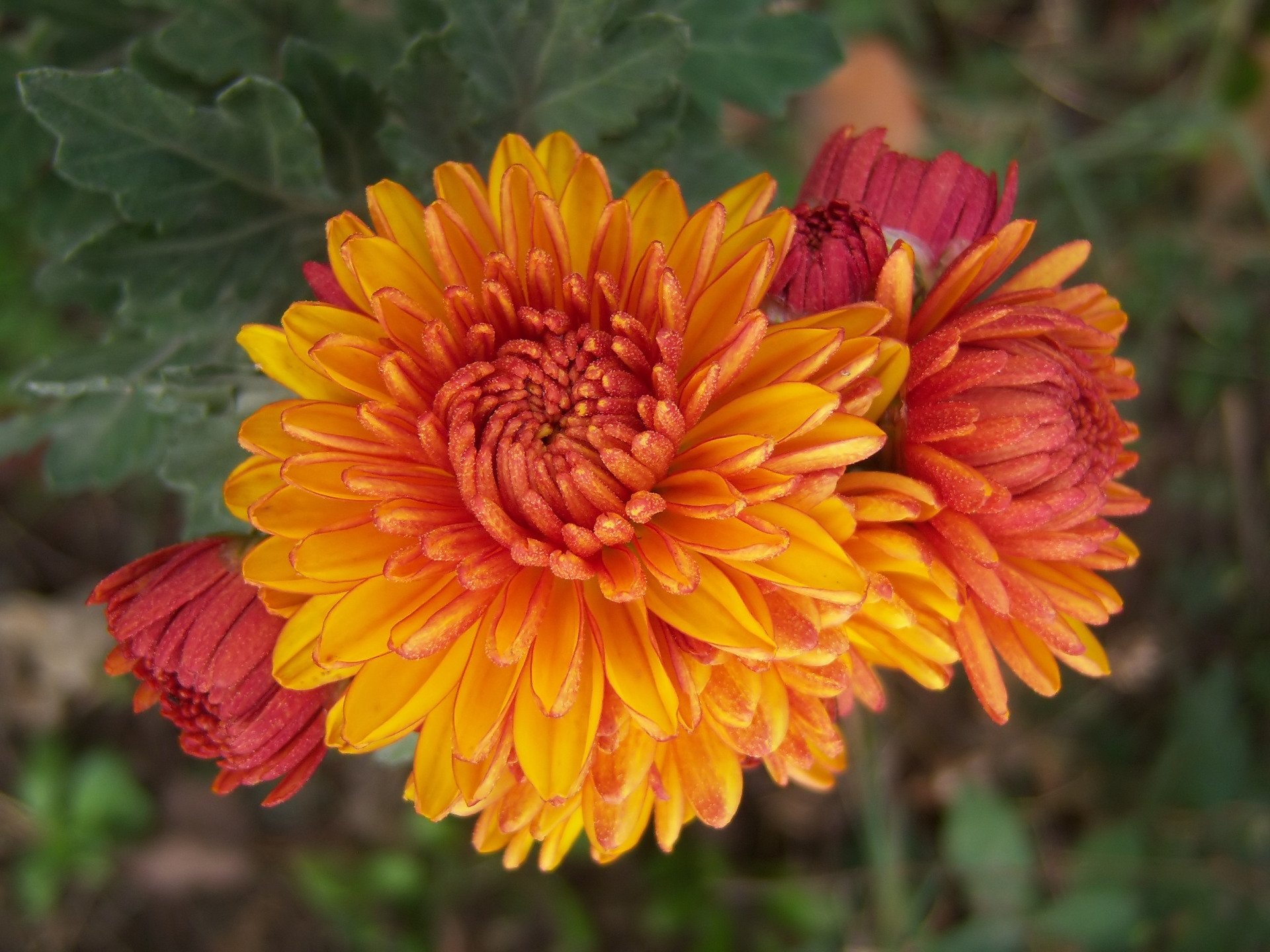 Download Nature Chrysanthemum HD Wallpaper by Meduzanol