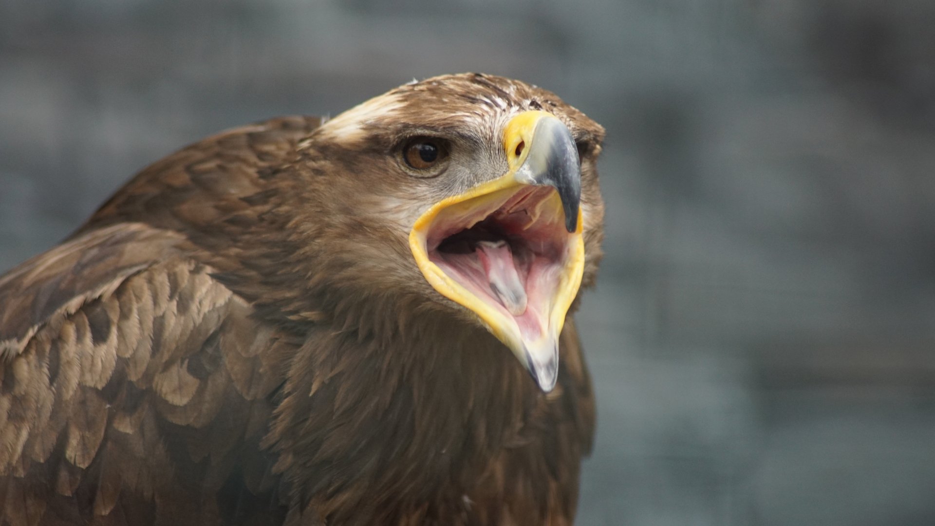 Golden Eagle 4k Ultra HD Wallpaper | Background Image | 5120x2880