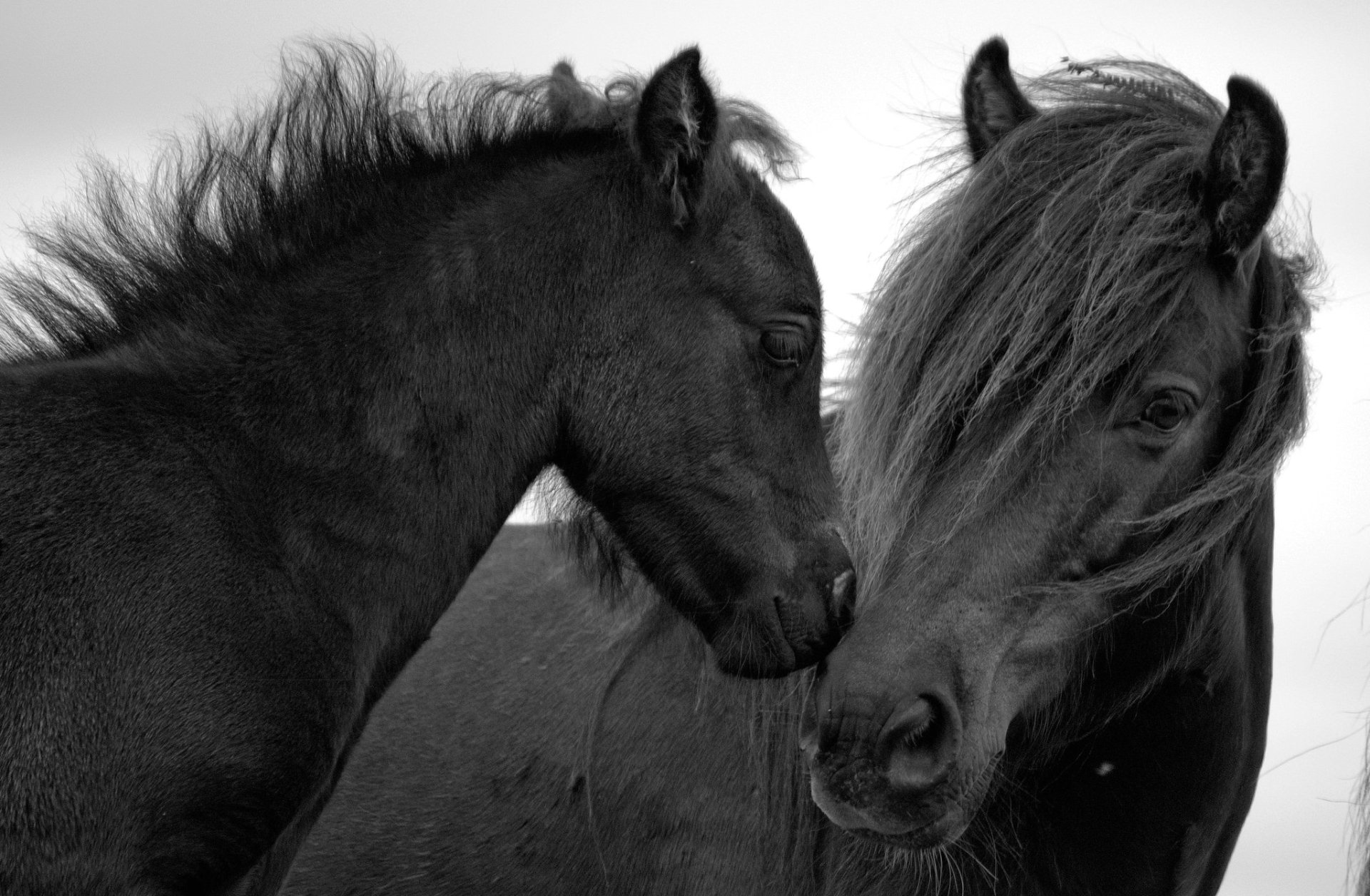 Download Animal Horse HD Wallpaper