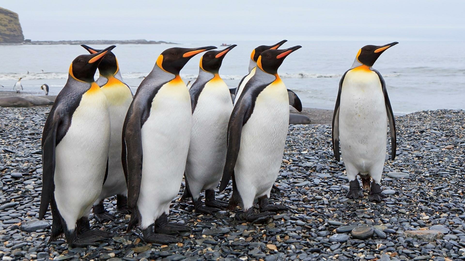 Download Penguin Animal Emperor Penguin HD Wallpaper