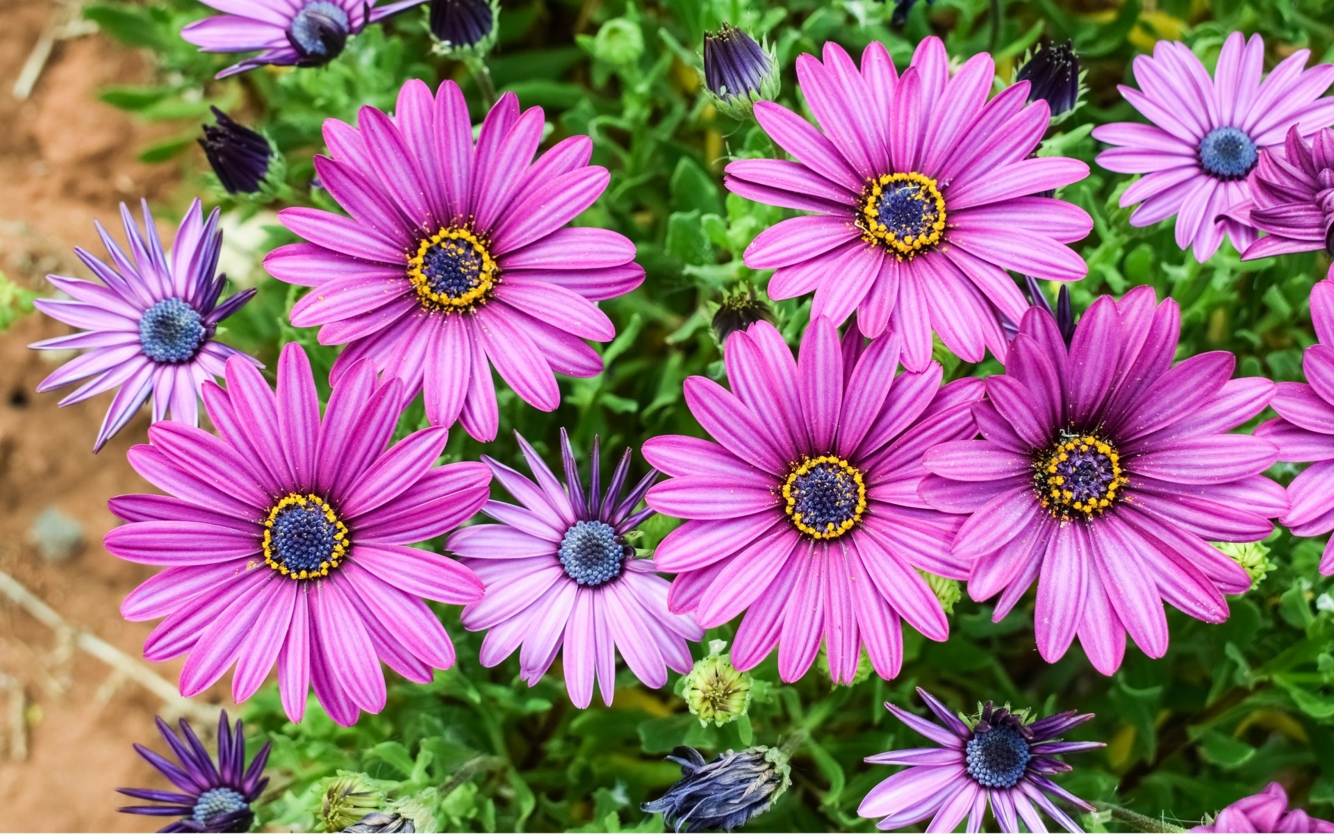 Download Purple Flower Daisy Flower Nature 4k Ultra HD Wallpaper ...