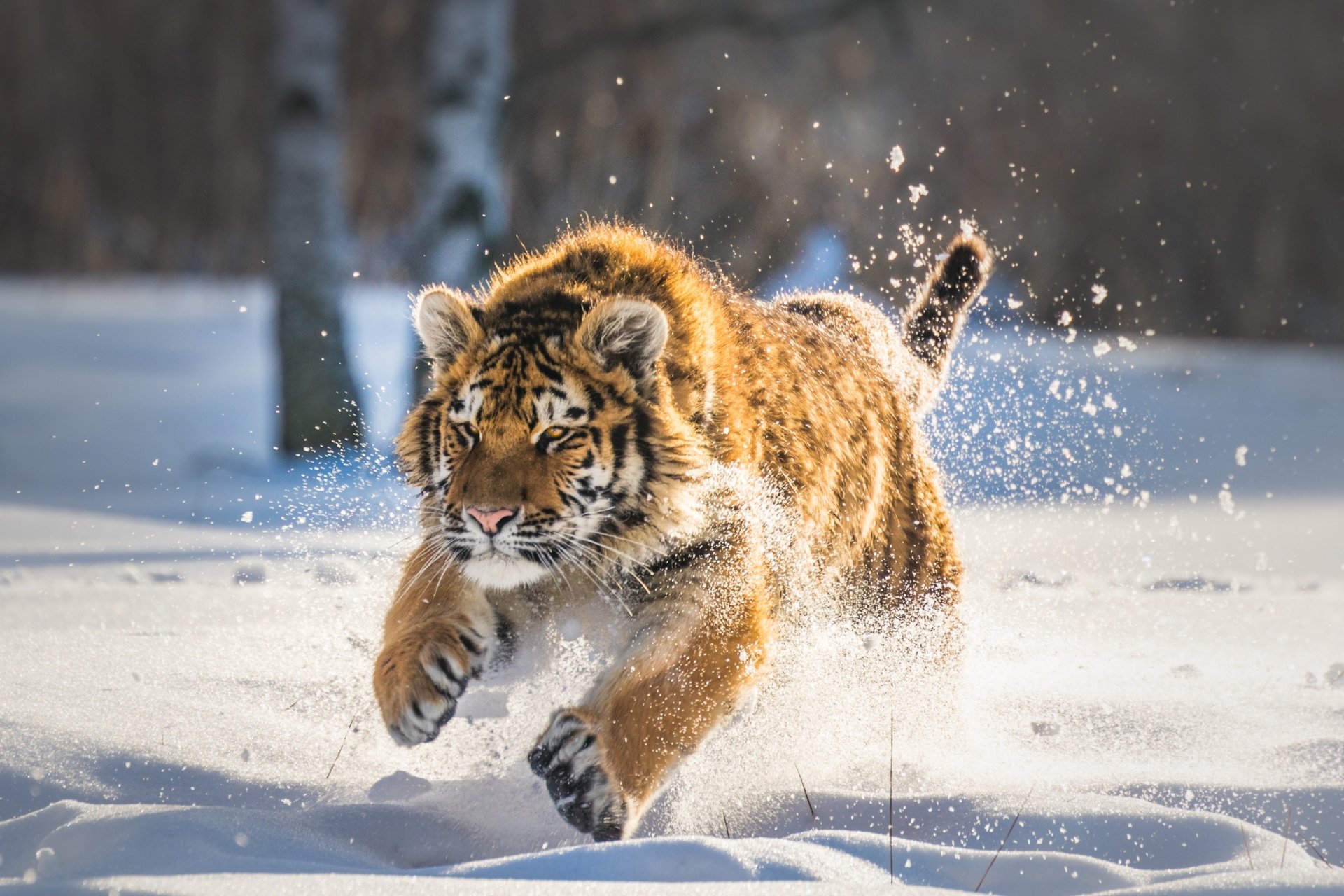A tiger energetically runs through fresh snow, creating splashes as it moves in a stunning winter landscape, captured in high-definition for a captivating desktop wallpaper.