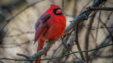  Male Northern Cardinal