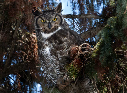 bird owl Animal great horned owl HD Desktop Wallpaper | Background Image