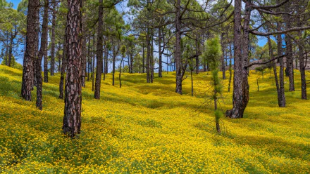 HD wallpaper of a vibrant forest scene with a carpet of yellow flowers under tall pine trees, creating a serene natural background.