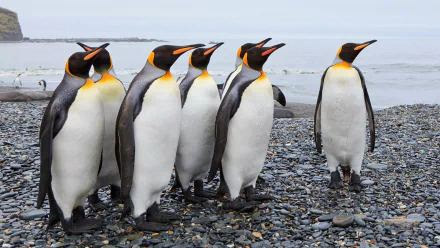 penguin Animal emperor penguin HD Desktop Wallpaper | Background Image