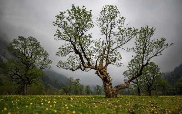  Cloudy Day in the Meadow