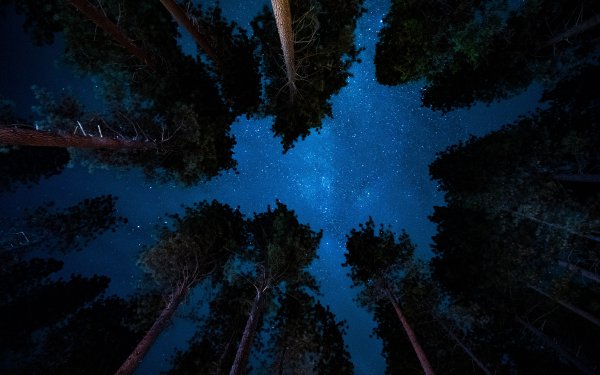 Earth Night Sky Tree HD Wallpaper | Background Image