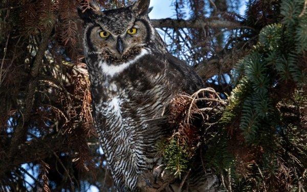 Animal Great horned owl Birds Owls Owl Bird HD Wallpaper | Background Image