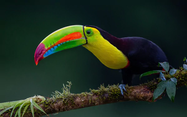 HD desktop wallpaper featuring a vibrant toucan with a colorful beak perched on a branch against a dark, blurred background.