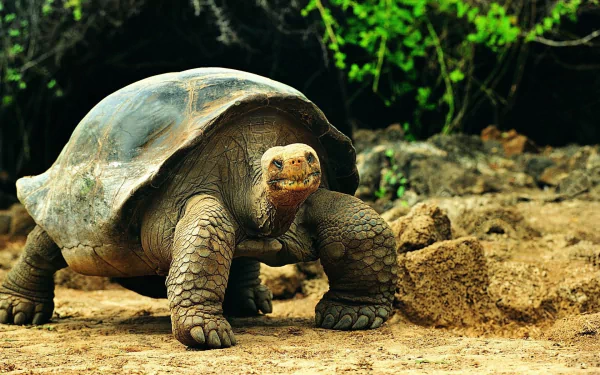  Galapagos Tortoise