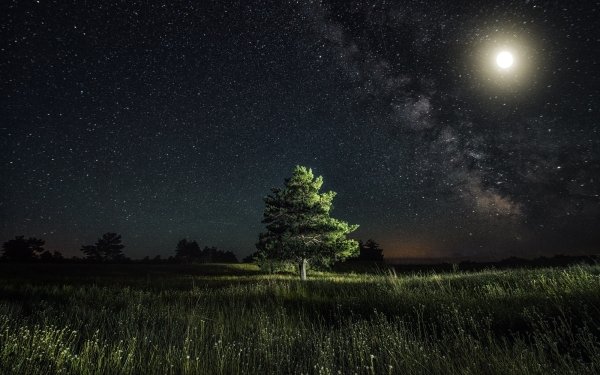 Nature Night Tree Stars Starry Sky HD Wallpaper | Background Image