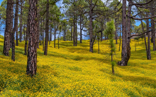 HD wallpaper of a vibrant forest scene with a carpet of yellow flowers under tall pine trees, creating a serene natural background.